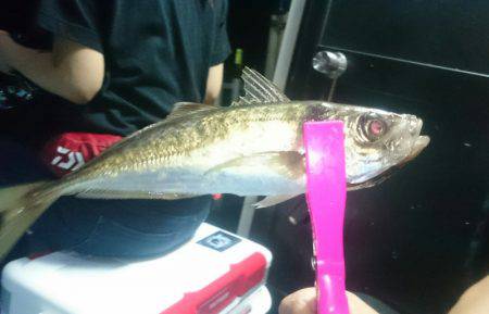 シースナイパー海龍 釣果