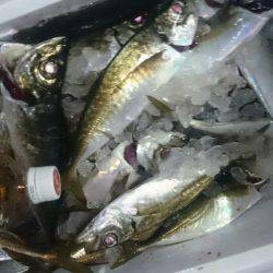 シースナイパー海龍 釣果