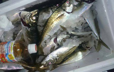 シースナイパー海龍 釣果