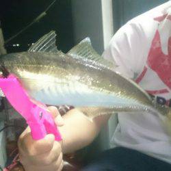 シースナイパー海龍 釣果