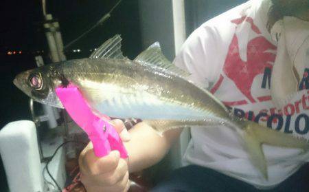 シースナイパー海龍 釣果