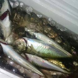 シースナイパー海龍 釣果