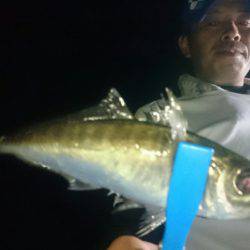 シースナイパー海龍 釣果