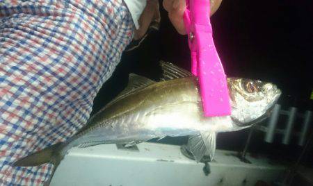 シースナイパー海龍 釣果