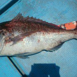 シースナイパー海龍 釣果