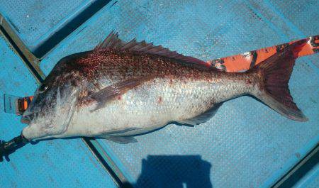 シースナイパー海龍 釣果