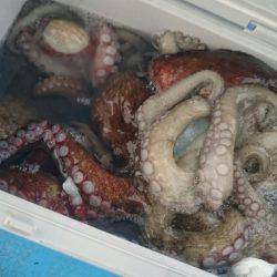 シースナイパー海龍 釣果