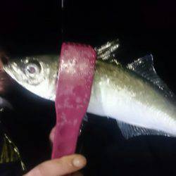 シースナイパー海龍 釣果