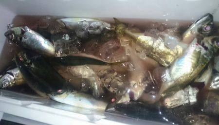 シースナイパー海龍 釣果