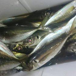 シースナイパー海龍 釣果