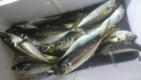 シースナイパー海龍 釣果