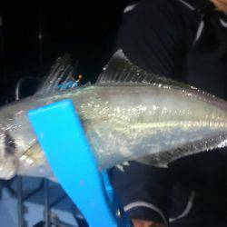 シースナイパー海龍 釣果