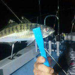 シースナイパー海龍 釣果