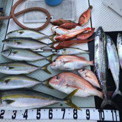 オーシャンスター(Ocean Star) 釣果