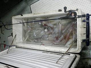 第二清洋丸 釣果