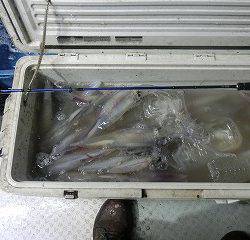 第二清洋丸 釣果