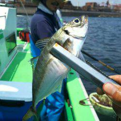 中山丸 釣果