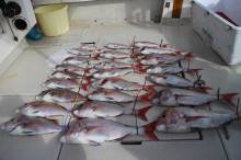 KIM Fishing Guide Ser…