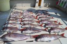 KIM Fishing Guide Ser…