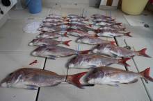 KIM Fishing Guide Ser…