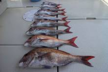 KIM Fishing Guide Ser…