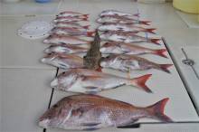 KIM Fishing Guide Ser…