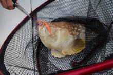 KIM Fishing Guide Service 釣果