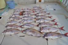 KIM Fishing Guide Ser…