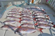 KIM Fishing Guide Ser…