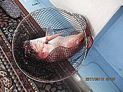 遊漁船 未紗奈 釣果