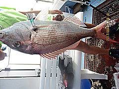 遊漁船 未紗奈 釣果