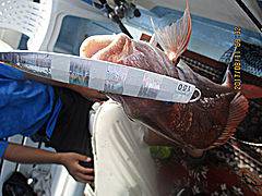 遊漁船 未紗奈 釣果