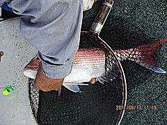 遊漁船 未紗奈 釣果