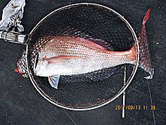 遊漁船 未紗奈 釣果