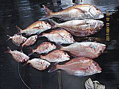 遊漁船 未紗奈 釣果