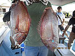 遊漁船 未紗奈 釣果