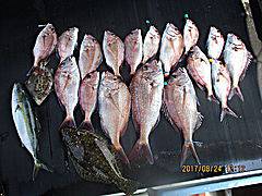 遊漁船 未紗奈 釣果