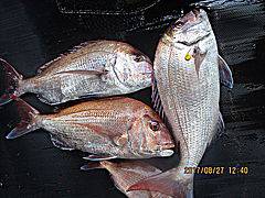 遊漁船 未紗奈 釣果