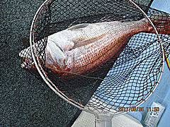 遊漁船 未紗奈 釣果