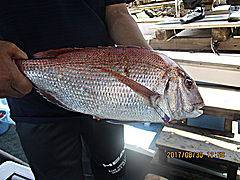 遊漁船 未紗奈 釣果