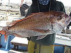 遊漁船 未紗奈 釣果