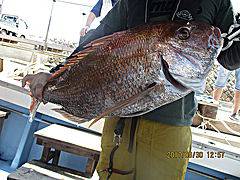 遊漁船 未紗奈 釣果