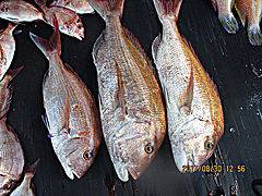 遊漁船 未紗奈 釣果