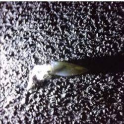 ケンサキエギング