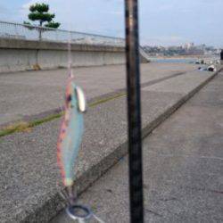 ケンサキエギング