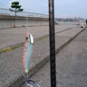 ケンサキエギング