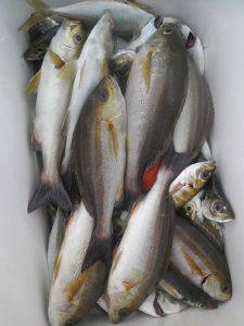 美咲丸 釣果