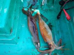 増福丸 釣果