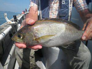 美咲丸 釣果
