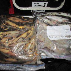 ジギング船 BLUEWATER 釣果